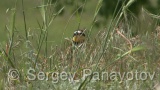 Video of European Bee-eater - European Bee-eater in nest period in Bulgaria